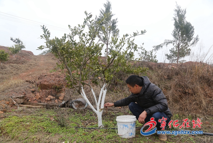 寧化淮土:積極做好防寒防凍工作