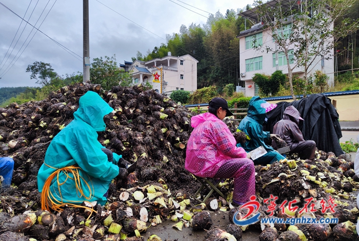 寧化城南：田間地頭“芋”豐收 惠民政策暖民心