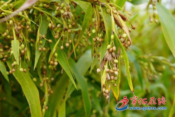 寧化：選育薏米新品種，促特色產(chǎn)業(yè)升級
