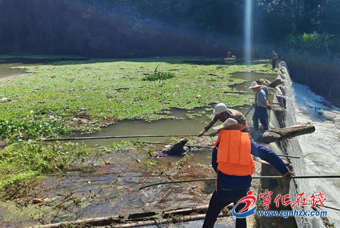 湖村鎮(zhèn)加大清理河道水葫蘆、水浮蓮