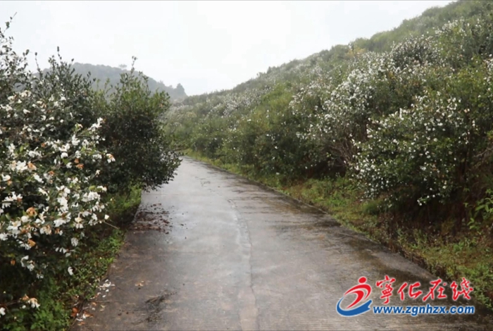 寧化:守護綠水青山 產業生態雙贏