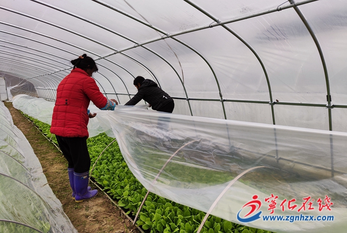 寧化:寒潮來襲 農技人員田間支招防寒防凍