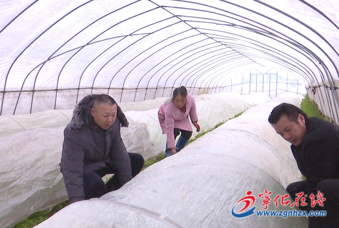 寧化:農(nóng)技員田間地頭現(xiàn)場(chǎng)支招防寒防凍