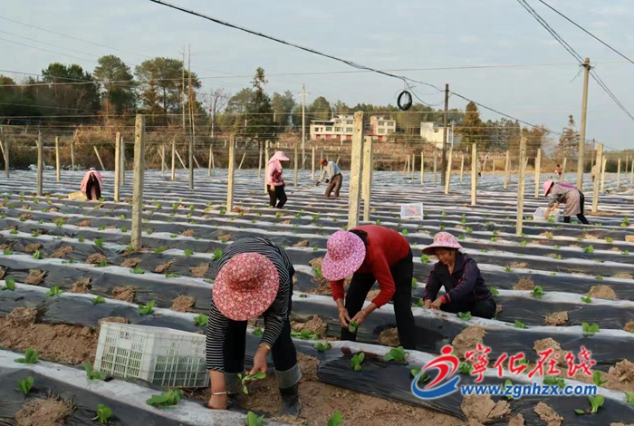 寧化縣淮土鎮:春耕備耕忙