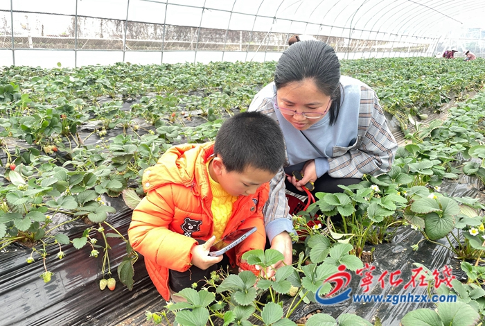 深學(xué)爭(zhēng)優(yōu) 敢為爭(zhēng)先 實(shí)干爭(zhēng)效|寧化石壁鎮(zhèn)：“莓”好時(shí)光助力鄉(xiāng)村振興