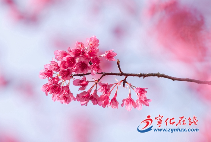 寧化湖村：茶山春來早 櫻花夾道紅