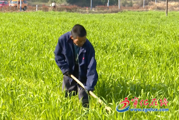 寧化湖村鎮：推進糧油基地建設 打造鄉村振興樣本