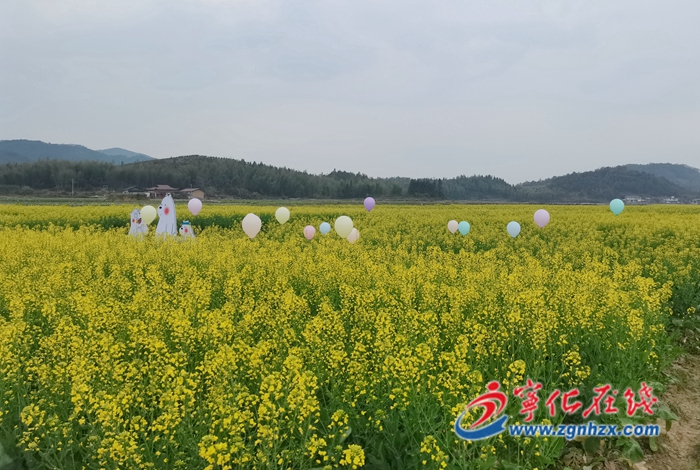 深學爭優、敢為爭先、實干爭效|寧化泉上鎮:“金花盛開”美如畫 “美麗經濟”促增收