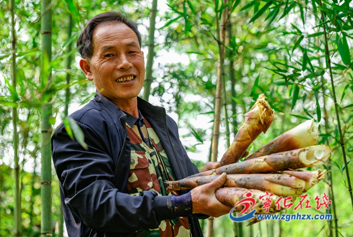 鄉村振興再出發|寧化安樂鎮:竹筍迎收獲 筍農采收忙