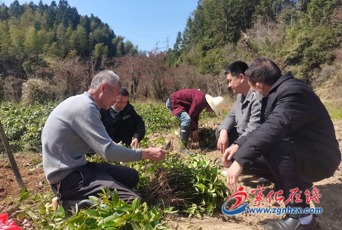 寧化:九月黃幼苗暢銷粵浙