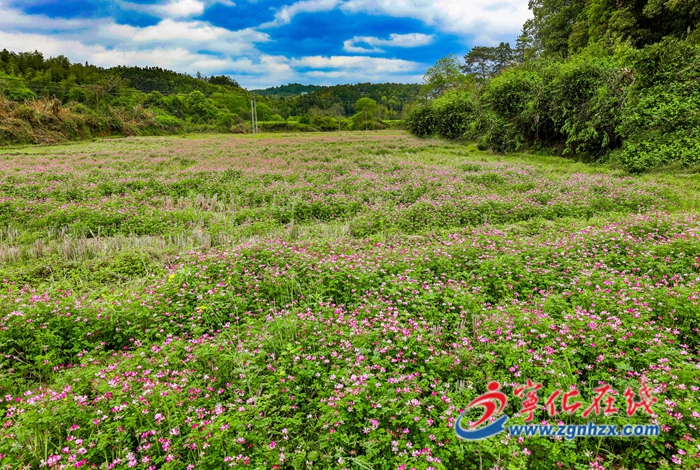 寧化：12萬畝紫云英綻放 化作春泥助春耕