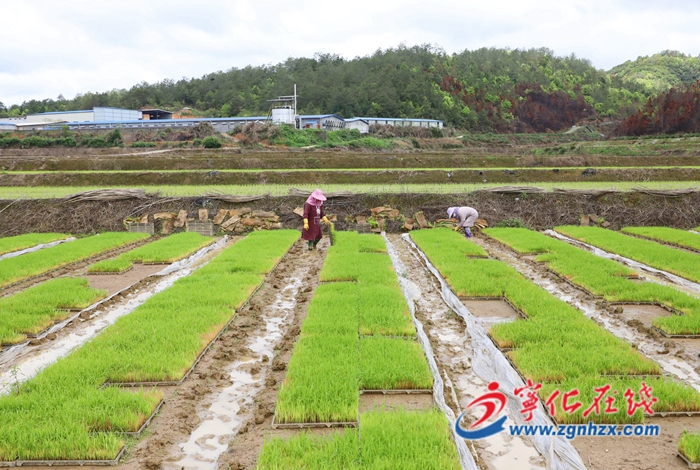 寧化：春耕正當時 早稻種植忙