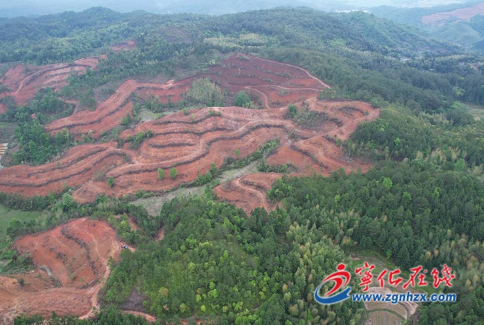 寧化：全面完成8100畝年度造林任務