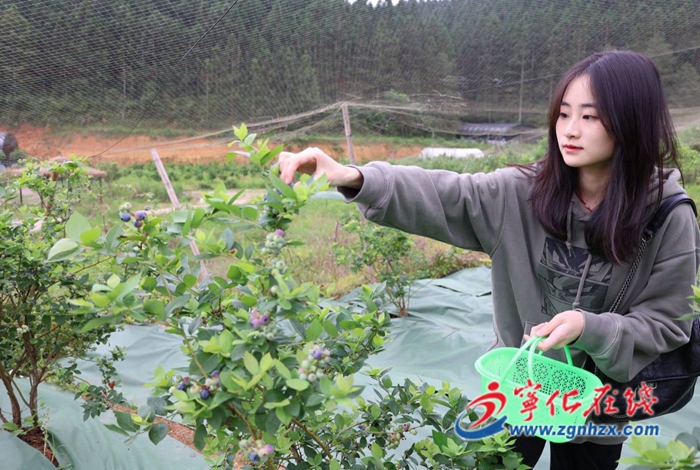 寧化：藍莓采摘正當時 農旅融合迎客來