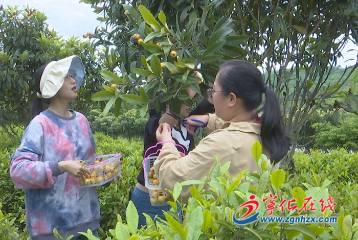 寧化湖村鎮(zhèn)：發(fā)展茶經(jīng)濟(jì) 讓富民產(chǎn)業(yè)助推鄉(xiāng)村振興