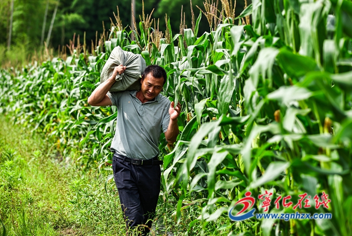寧化城郊鎮：甜糯玉米喜獲豐收