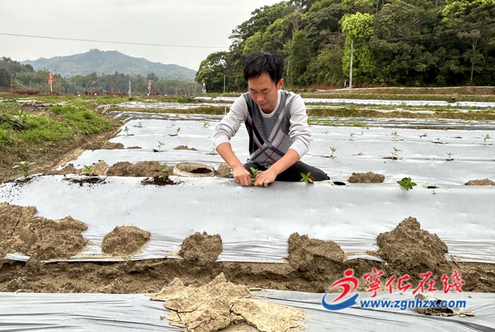 賴運伙：80后新農人的辣椒情緣