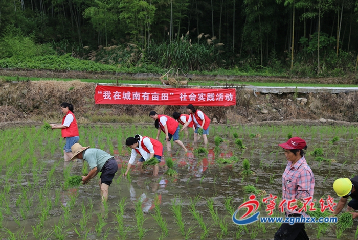 寧化：黨員助農忙插秧