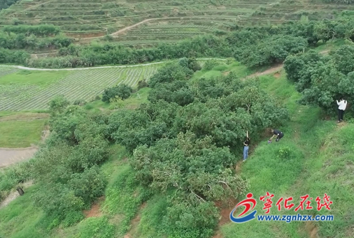 寧化中沙鄉(xiāng)：滿山楊梅紅 引客來采摘