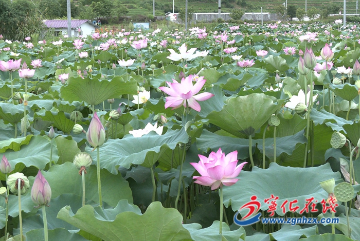 寧化:荷塘添秀色 蓮子迎豐收