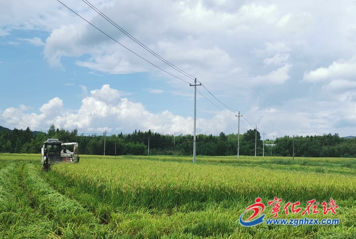 寧化:早稻制種迎豐收 鄉(xiāng)村振興好“稻”路
