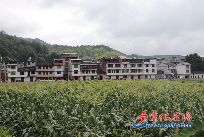 寧化治平畬族鄉(xiāng):發(fā)展富民產(chǎn)業(yè) 玉米豐收好時(shí)節(jié)