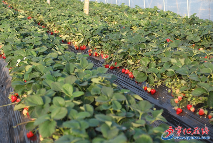 寧化石壁鎮(zhèn)：草莓園里采摘歡 農(nóng)民增收日子甜