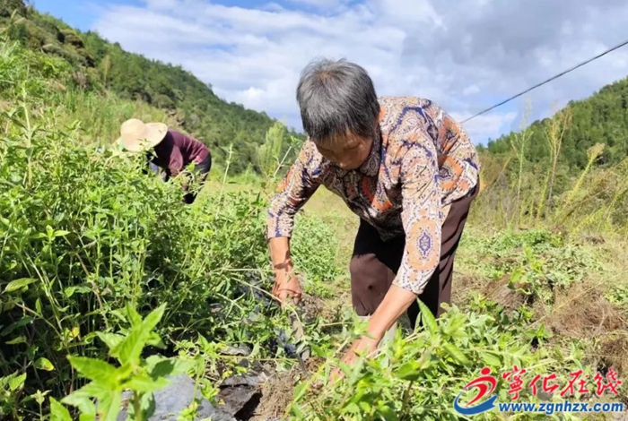 仙草種植迎來好“豐”景！寧化這片撂荒地變致富地