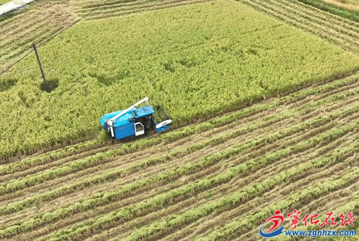 中沙鄉:千畝河龍貢米開鐮收割