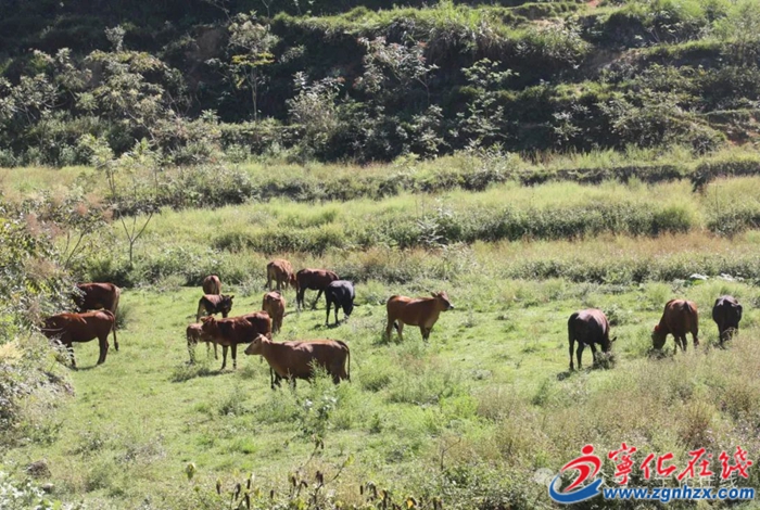 寧化:堅持26年發展養牛業 林業工人成“養牛倌”