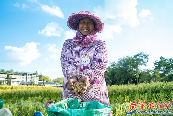 石壁鎮：萬畝糯稻迎來豐收季