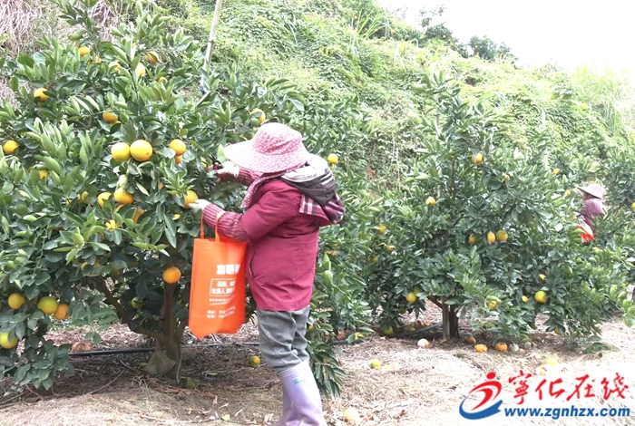 中沙鄉:千畝臍橙喜豐收