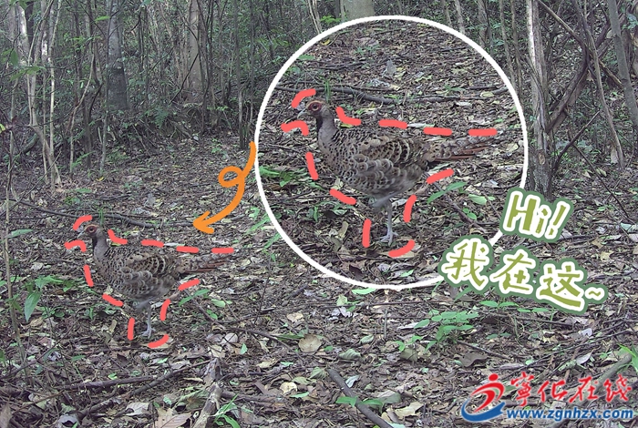 青山綠水是無(wú)價(jià)之寶 | 這種國(guó)寶首次在寧化被發(fā)現(xiàn)！