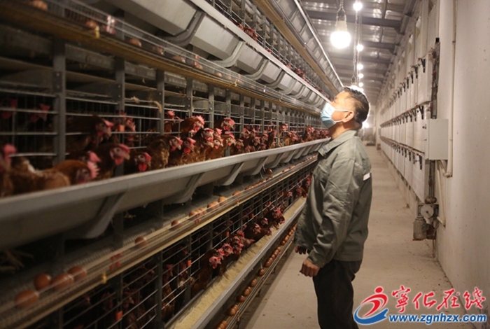 湖村鎮(zhèn)：自動化蛋雞養(yǎng)殖助力鄉(xiāng)村振興