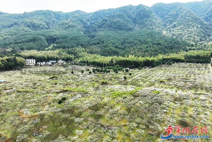 寧化:李花盛開喚春來