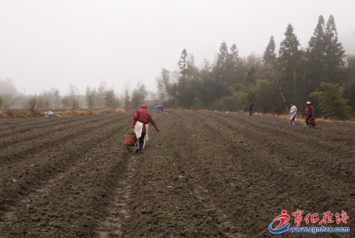 寧化:種植檳榔芋 春耕備耕正當時