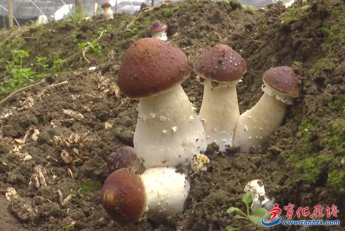 湖村鎮(zhèn):“菌中之王”赤松茸喜迎豐收
