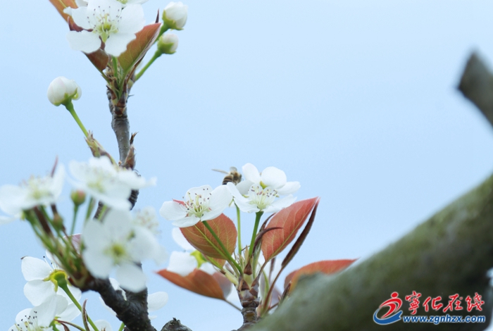 寧化中沙鄉(xiāng)：梨花盛開 人間春色醉游人