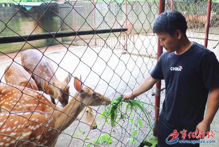 寧化:養(yǎng)殖梅花鹿 走上致富路