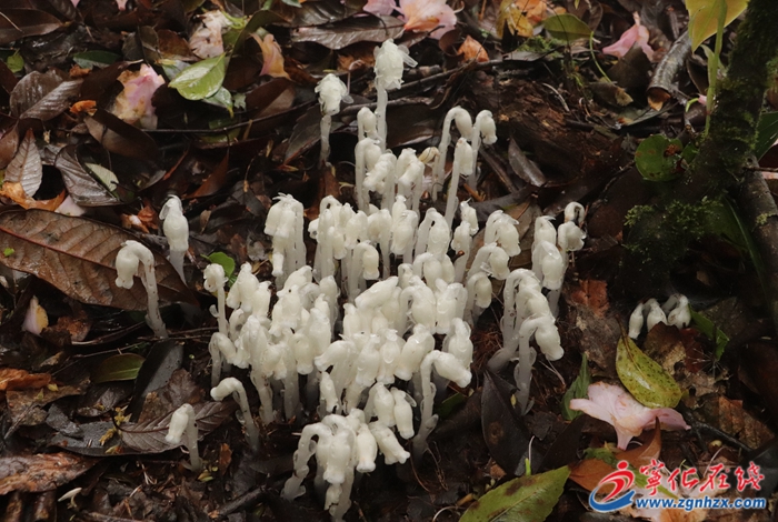 近危級(jí)珍稀植物--水晶蘭再現(xiàn)福建寧化