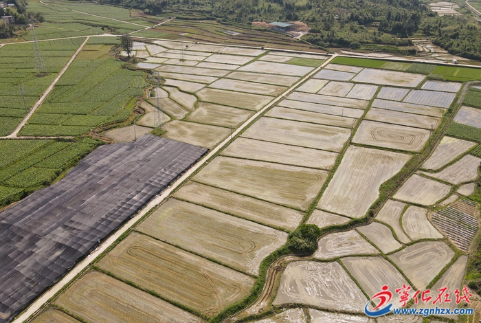 四領一促|改革領先|制種大縣“芯”擔當，寧化這么做→