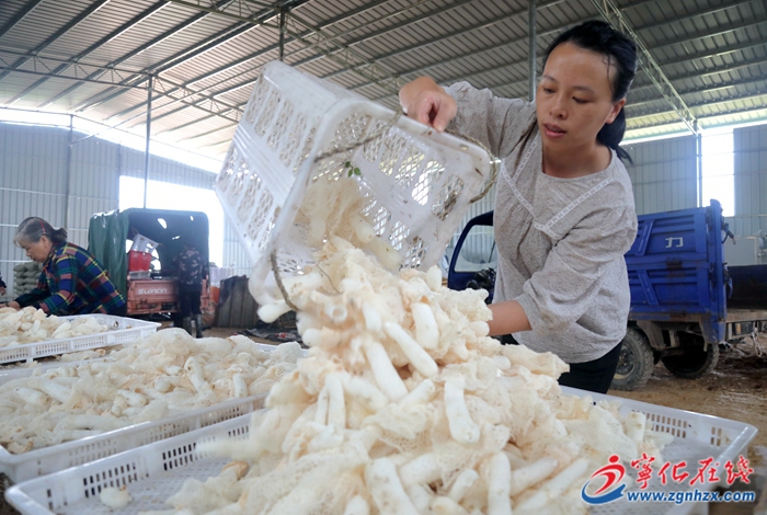 四領(lǐng)一促|(zhì)改革領(lǐng)先|寧化湖村鎮(zhèn)小小竹蓀“撐”開(kāi)致富傘