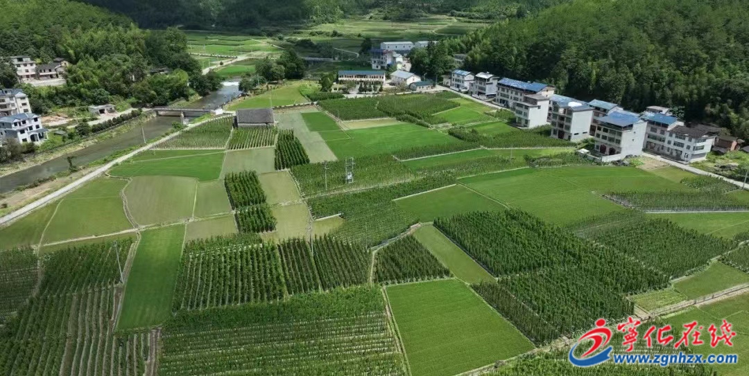 寧化曹坊鎮：千畝淮山豐收在望