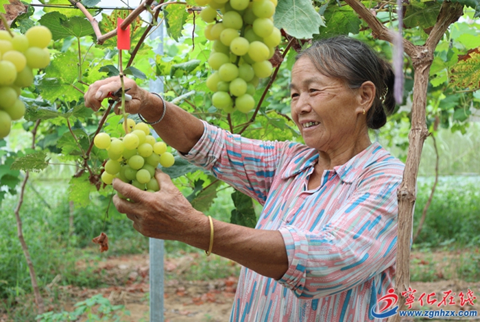淮土鎮(zhèn)：陽光玫瑰豐收 拓寬鄉(xiāng)村振興致富路