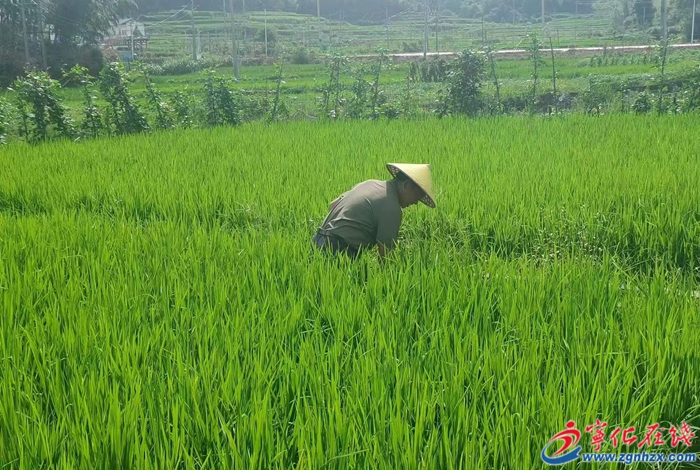 年產(chǎn)值3000萬元!寧化河龍貢米產(chǎn)業(yè)引領鄉(xiāng)村振興新篇章