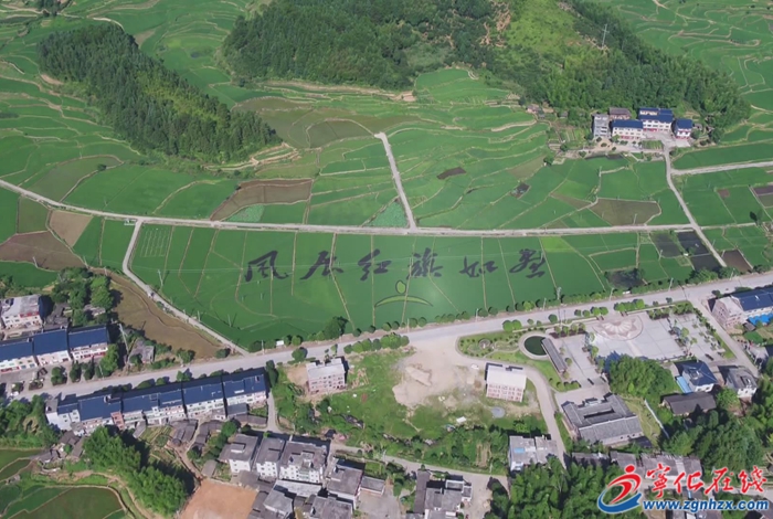 寧化：做優貢米產業 引領鄉村振興新篇章