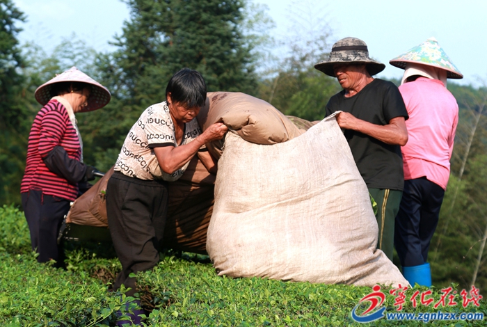 寧化中沙:1300畝茶園迎來暑茶采摘加工季