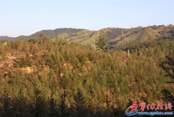 寧化:合作育“青山”?村財有“靠山”