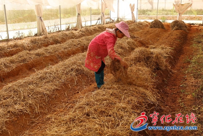 湖村鎮(zhèn):特色種植蹚出農(nóng)旅融合新路子