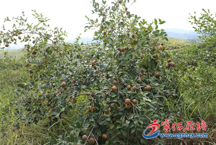 寧化縣引進民間資本改造荒山種植油茶　油茶產(chǎn)業(yè)添綠增收